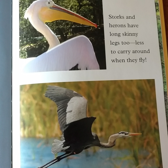 'Birds" hardcover book. - Picture 3 of 5